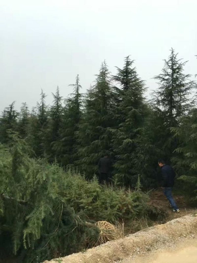 求购宝塔松苗木求购宝塔松苗木苗圃大量供应