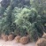 求购宝塔松苗木求购宝塔松苗木苗圃大量供应