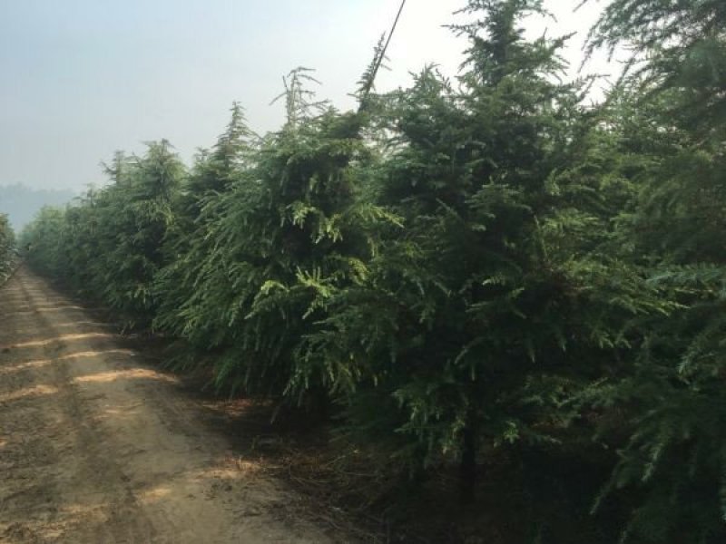 求购宝塔松苗木求购宝塔松苗木苗圃大量供应