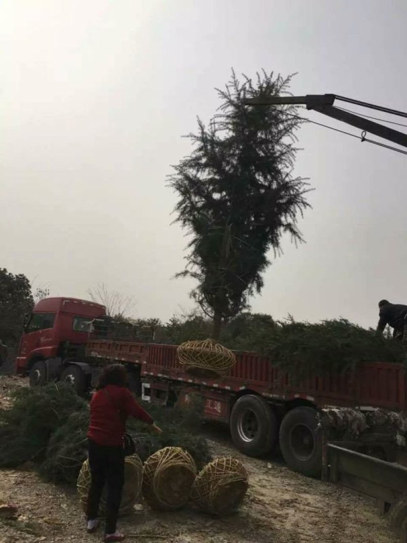 求购宝塔松苗木求购宝塔松苗木苗圃大量供应