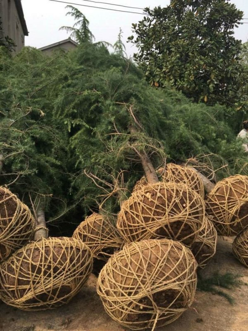 求购宝塔松苗木求购宝塔松苗木苗圃大量供应
