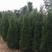 沭阳大型北京桧柏种植基地大量销售中求购北京桧柏苗木