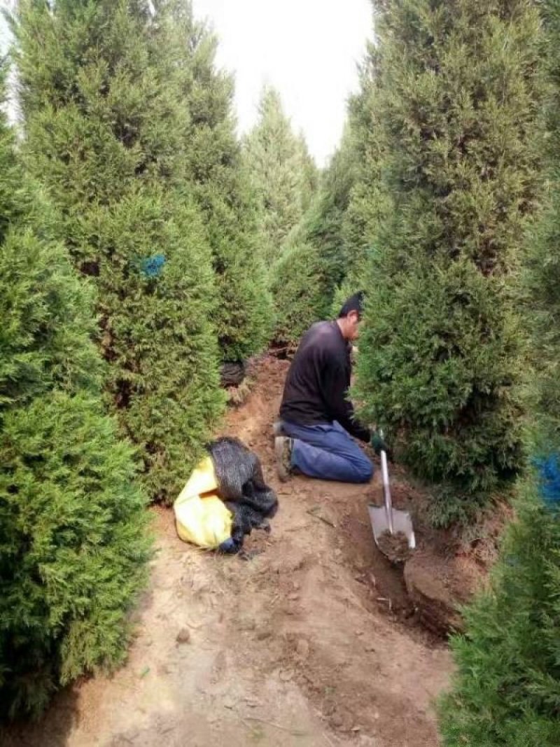 沭阳大型北京桧柏种植基地大量销售中求购北京桧柏苗木