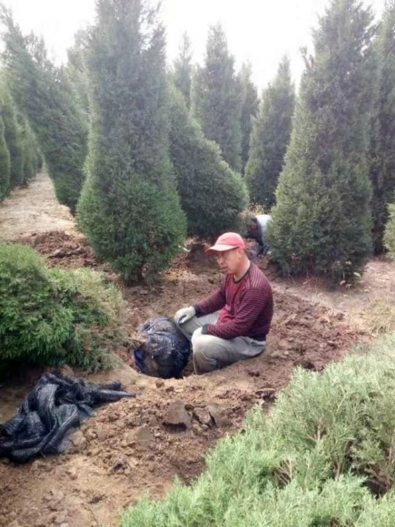 沭阳大型北京桧柏种植基地大量销售中求购北京桧柏苗木