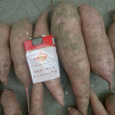 红薯