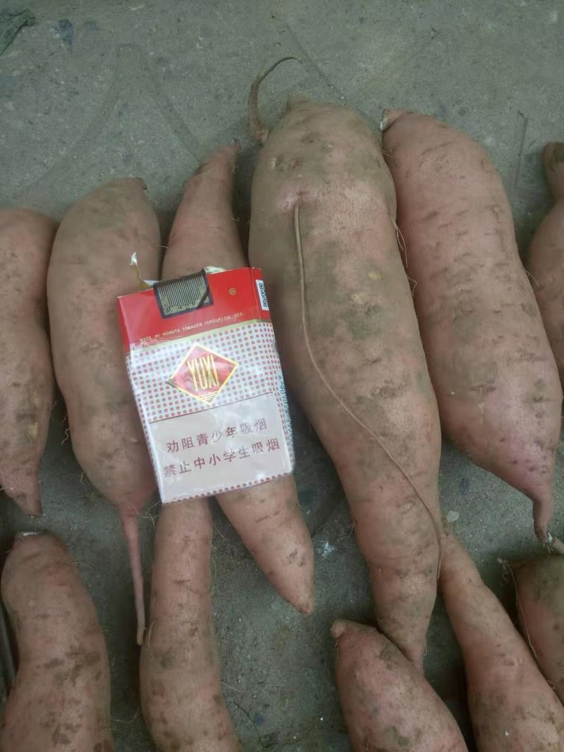 红薯