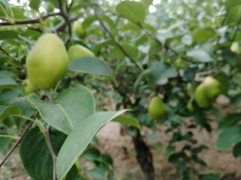 红香酥简称，香梨，