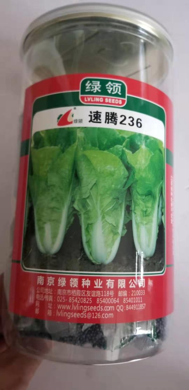 快菜种子四季快菜种子28天收获菜种子