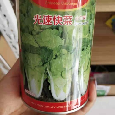 快菜种子四季快菜种子28天收获菜种子