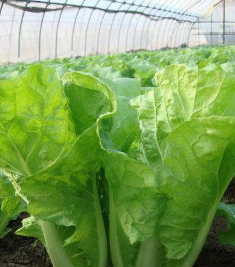 快菜种子四季快菜种子28天收获菜种子