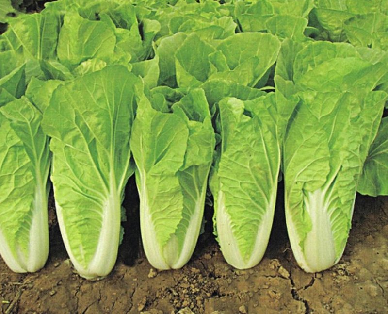 快菜种子四季快菜种子28天收获菜种子