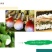 阳荷全国首家阳荷出口企业