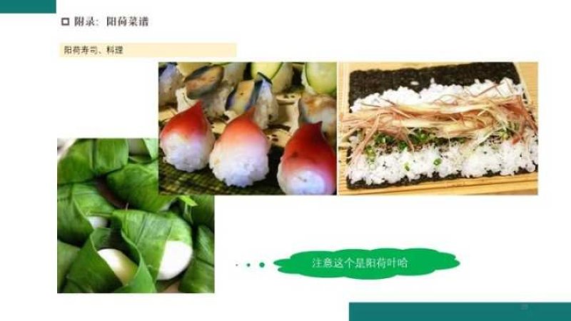 阳荷全国首家阳荷出口企业