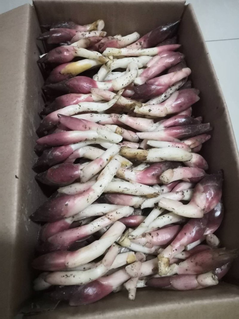 阳荷全国首家阳荷出口企业