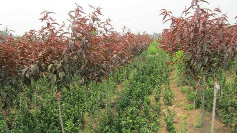 紫叶碧桃价格便宜的绿化苗木苗圃货大量出售