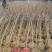 常年批发供应樱花价格优惠苗圃大量供应，基地直销