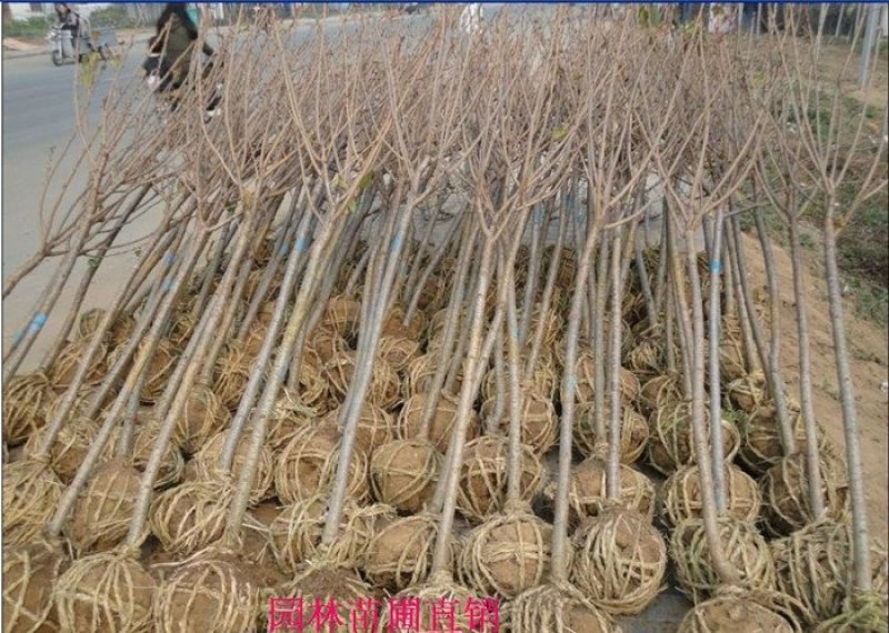 常年批发供应樱花价格优惠苗圃大量供应，基地直销