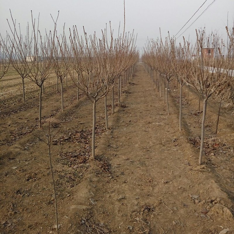 常年批发供应樱花价格优惠苗圃大量供应，基地直销