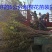 常年批发供应樱花价格优惠苗圃大量供应，基地直销