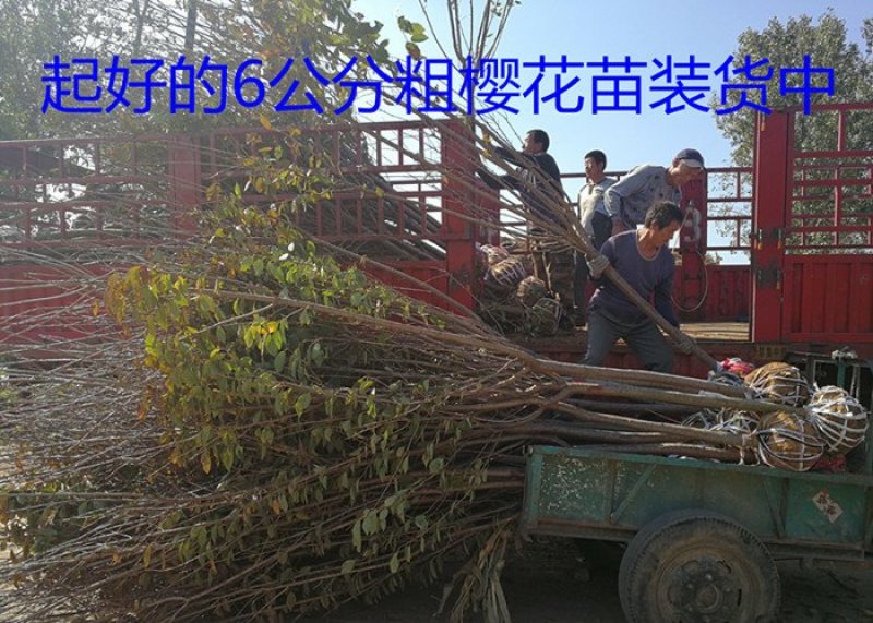 常年批发供应樱花价格优惠苗圃大量供应，基地直销