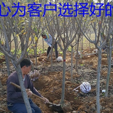 常年批发供应樱花价格优惠苗圃大量供应，基地直销