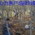 常年批发供应樱花价格优惠苗圃大量供应，基地直销