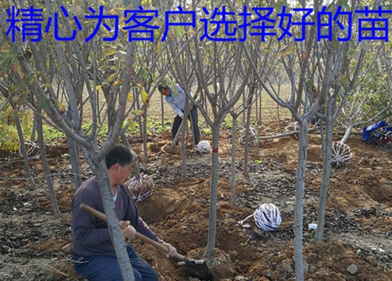 常年批发供应樱花价格优惠苗圃大量供应，基地直销