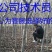 常年批发供应樱花价格优惠苗圃大量供应，基地直销