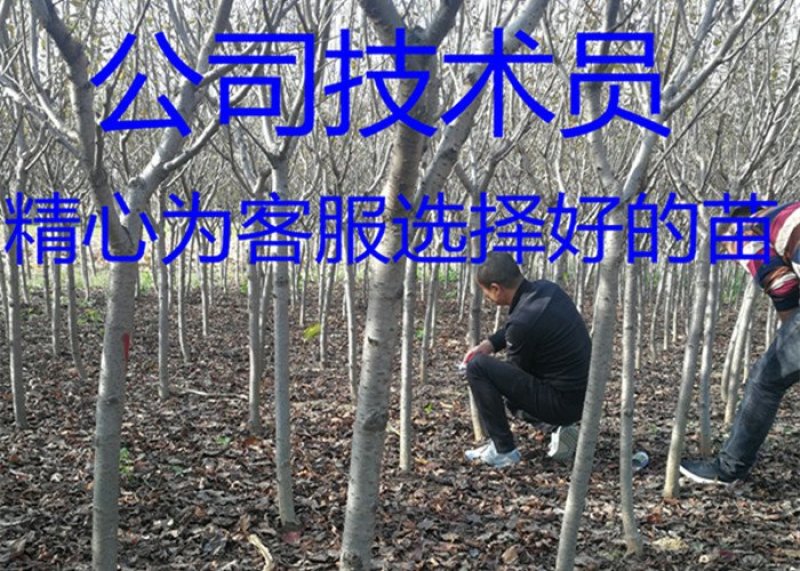 常年批发供应樱花价格优惠苗圃大量供应，基地直销
