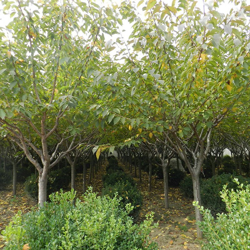 常年批发供应樱花价格优惠苗圃大量供应，基地直销