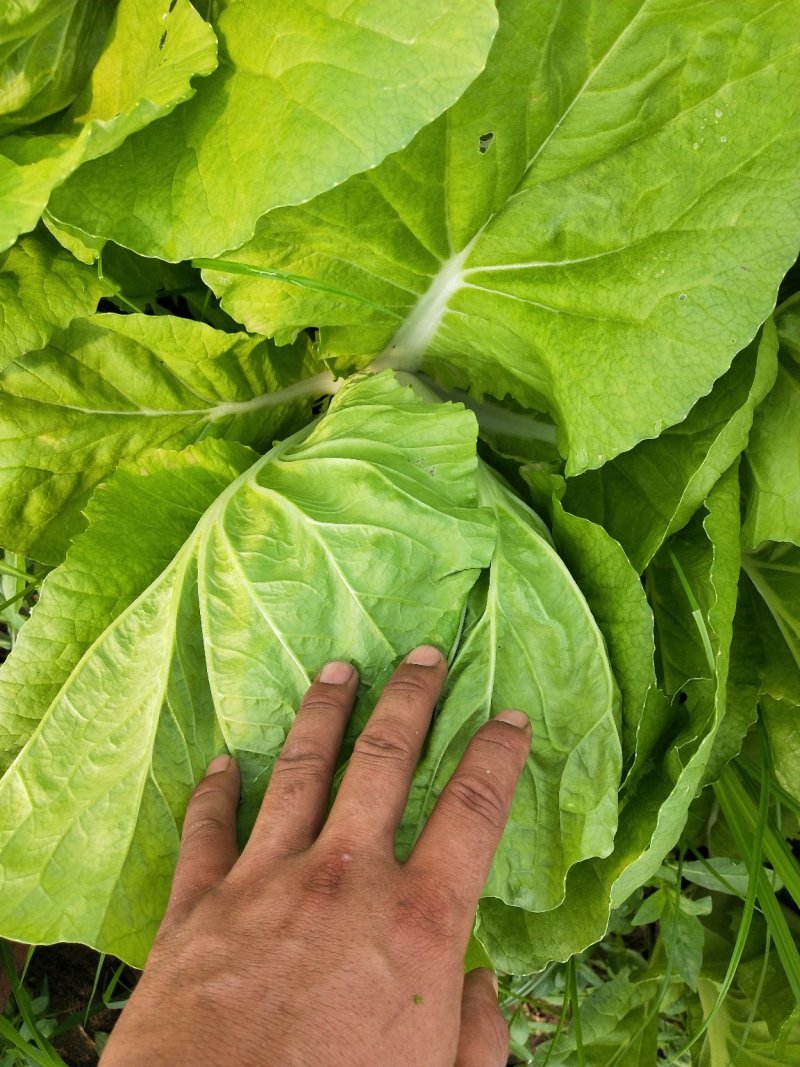 毛白菜