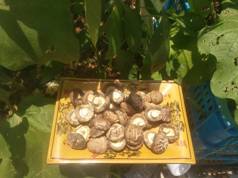 鲜花菇，花菇，新货花菇，剪脚花菇，花面香菇，干花面菇，