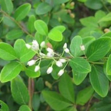 多花勾儿茶，