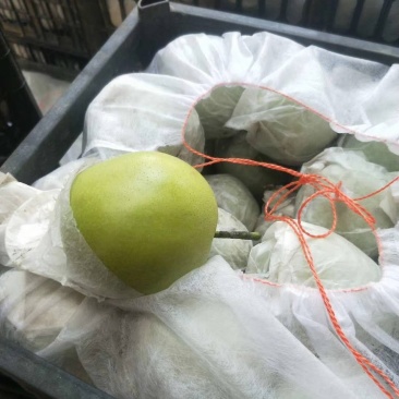 皇冠梨，量大，价格便宜好吃不贵