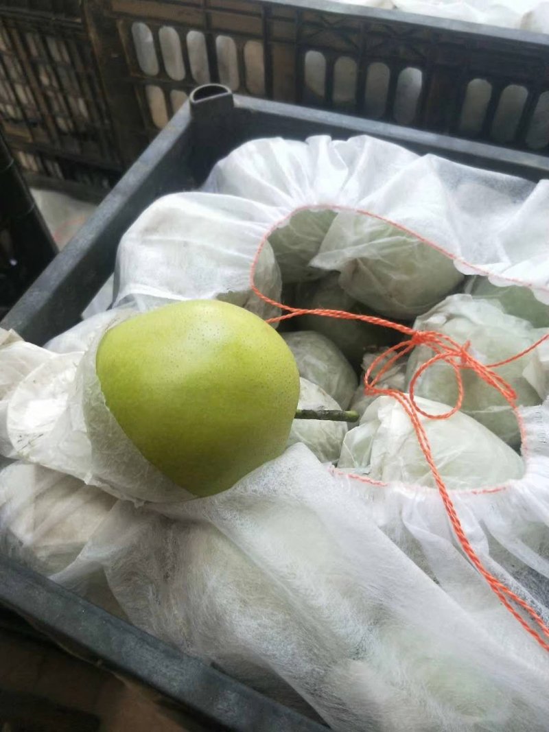 皇冠梨，量大，价格便宜好吃不贵