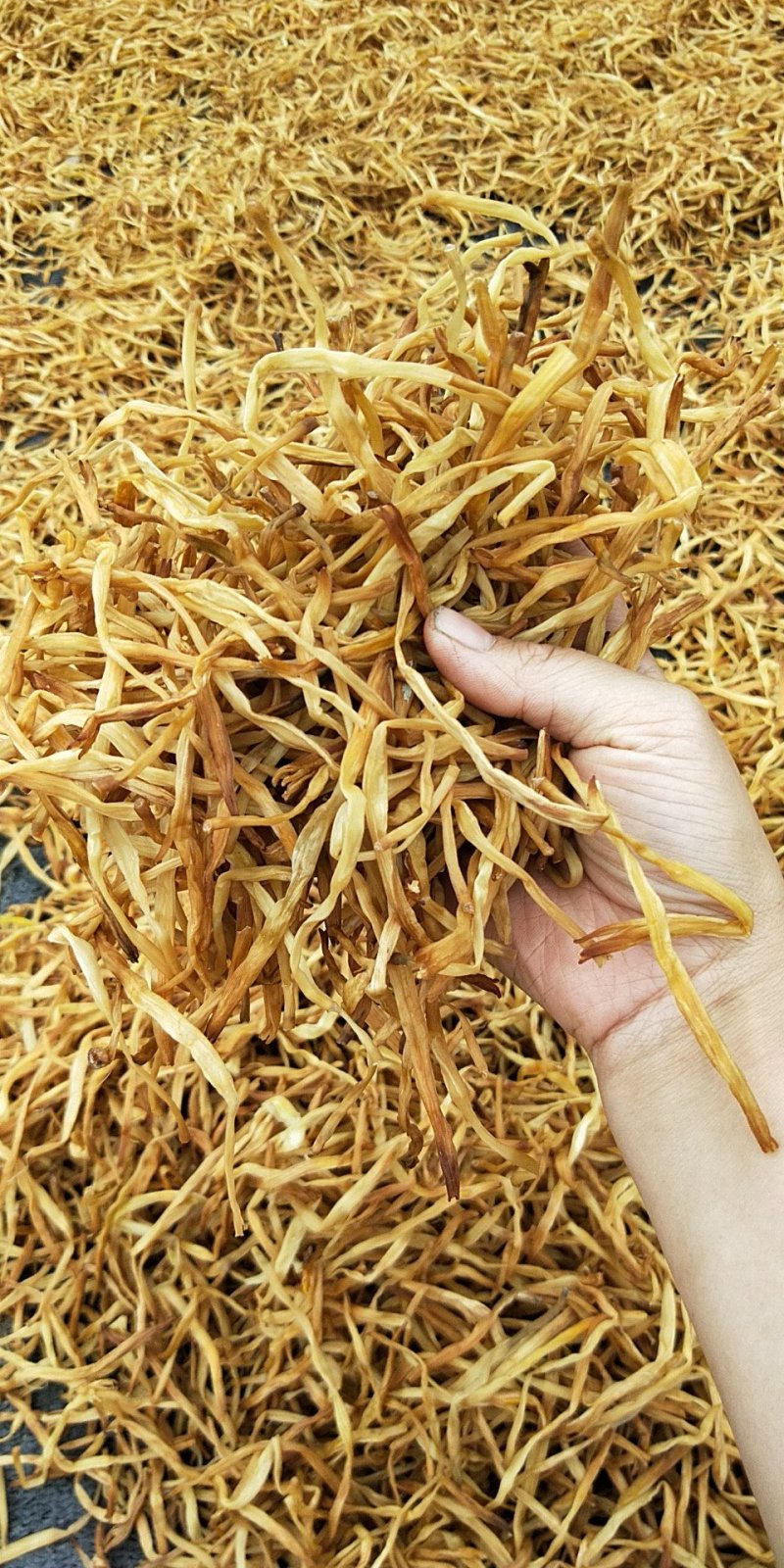 祁东干黄花菜产地货源，量大从优