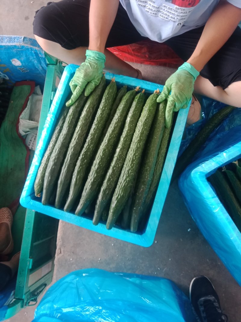 《推荐》黄瓜干花带刺25公分以上，瓜条顺直，颜色油亮