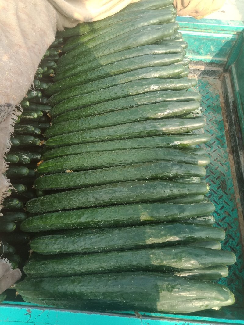 《推荐》黄瓜干花带刺25公分以上，瓜条顺直，颜色油亮