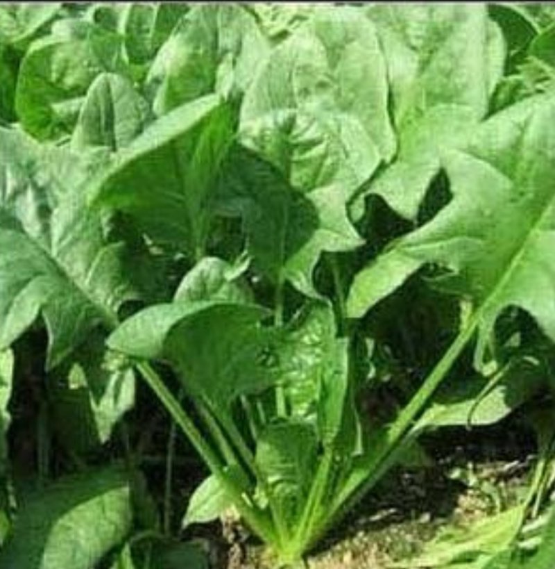 菠菜种子一代杂交菠菜种子春秋播种丹麦种子