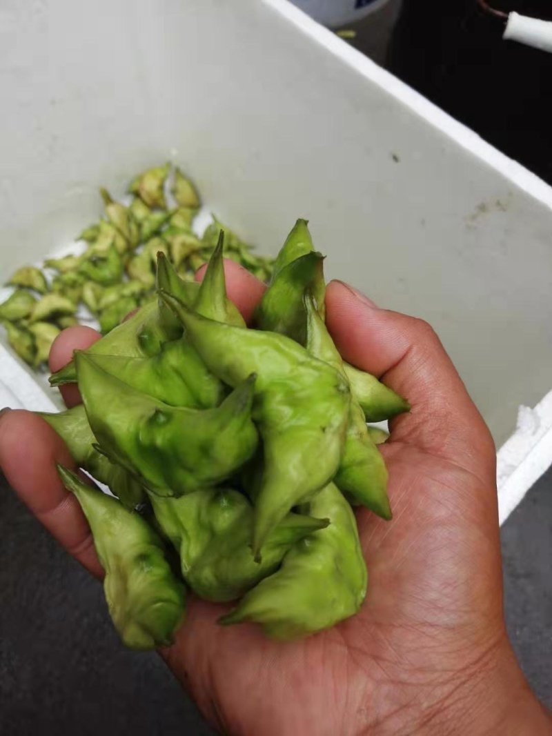 菱角菱米大量上市，欢迎采购