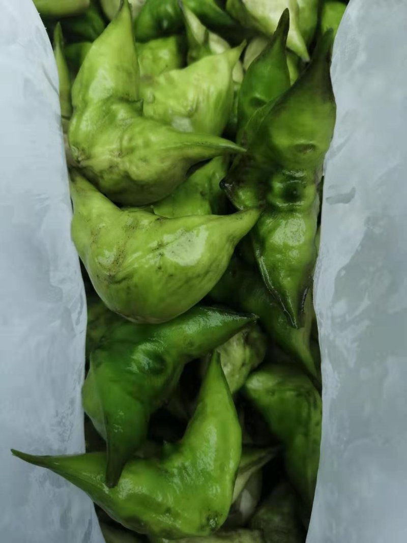 菱角菱米大量上市，欢迎采购