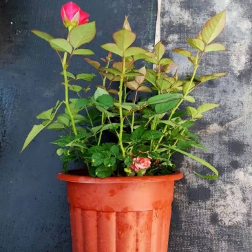 月季花玫瑰花