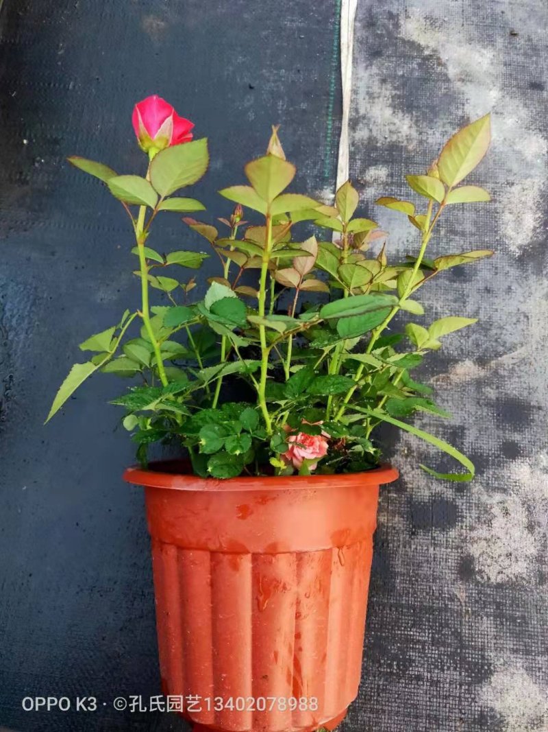 月季花玫瑰花
