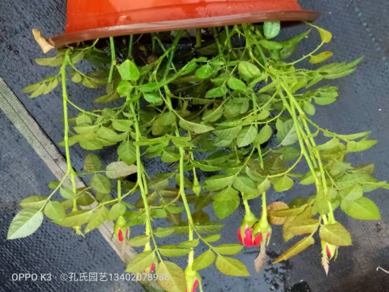 月季花玫瑰花
