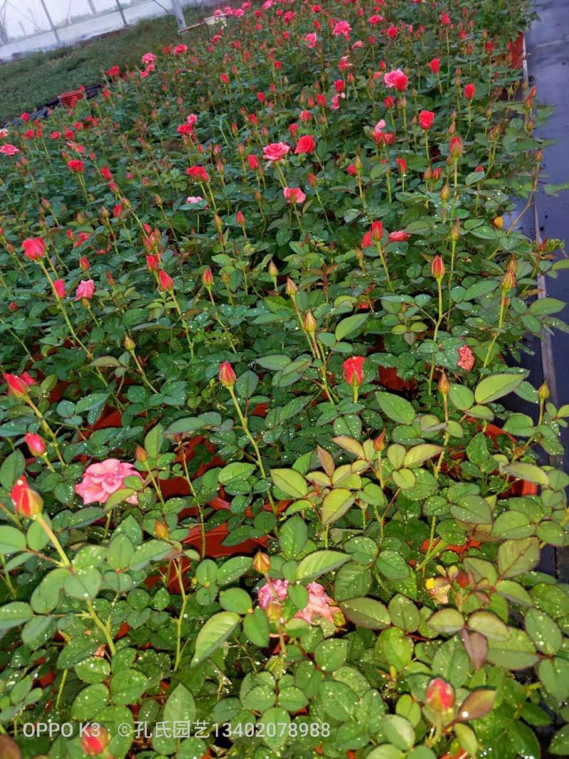 月季花玫瑰花