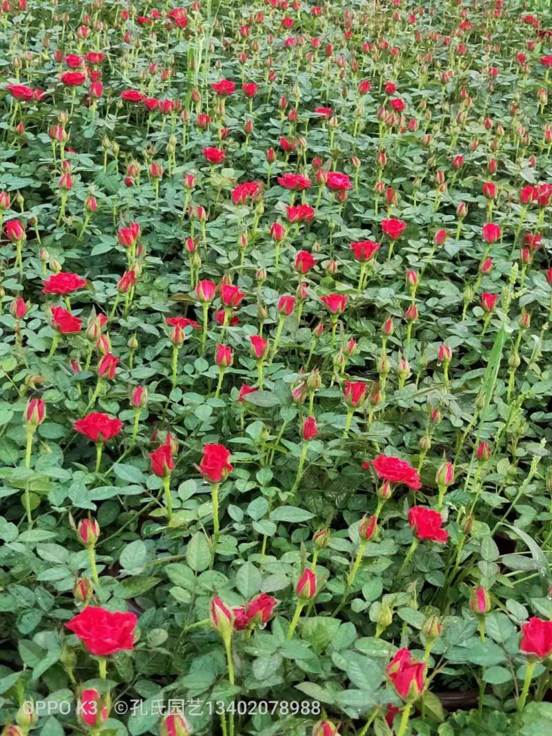 月季花玫瑰花