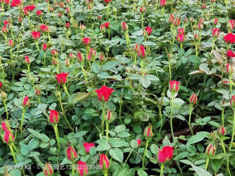 月季花玫瑰花