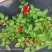 月季花玫瑰花