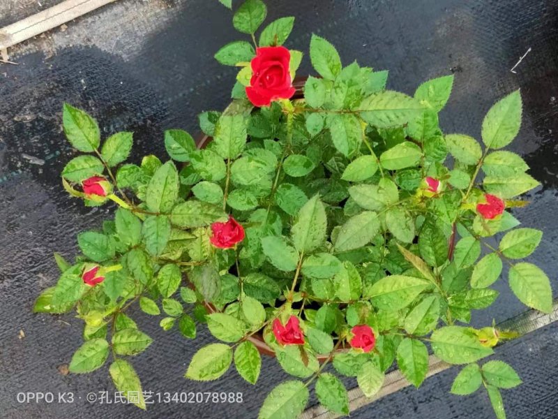 月季花玫瑰花