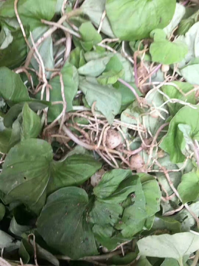 青天葵，纯野生，一手货源，货源稳定，批发